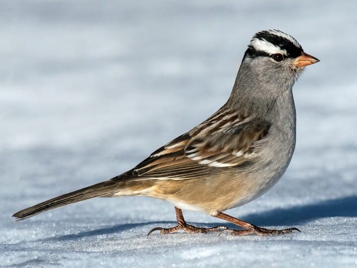 white-crowned sparrow.jpg